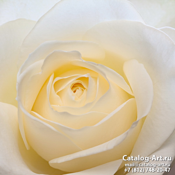 White roses 44